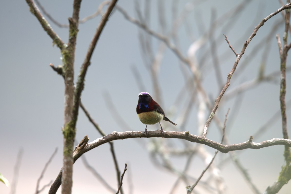 Траурная нектарница - ML647350457