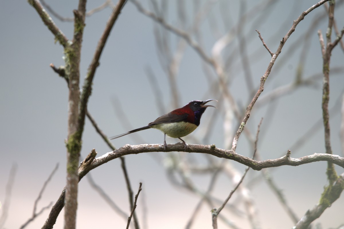 Траурная нектарница - ML647350458