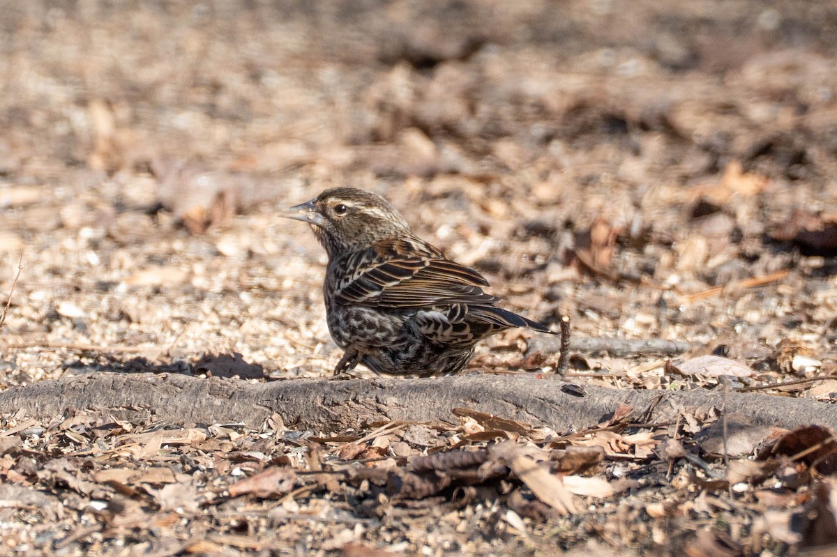 Red-winged Blackbird - ML647350465