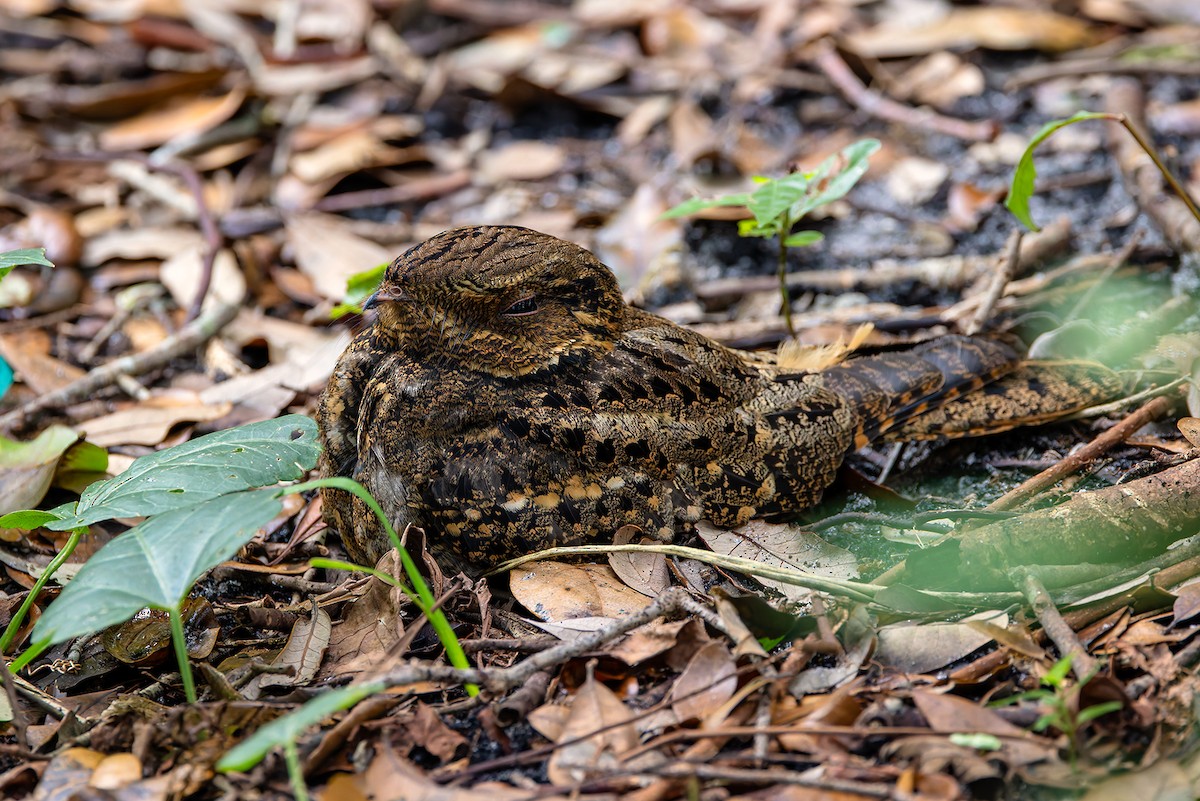 lelek karolinský - ML647350467