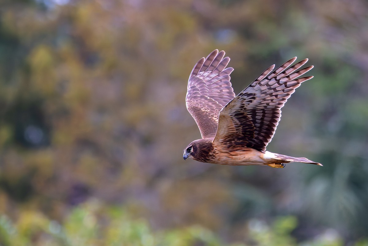 Aguilucho de Hudson - ML647350486