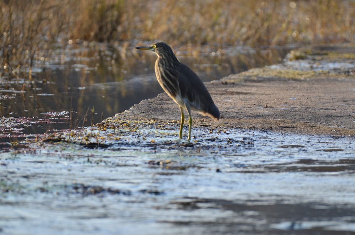Indian Pond-Heron - ML647350488
