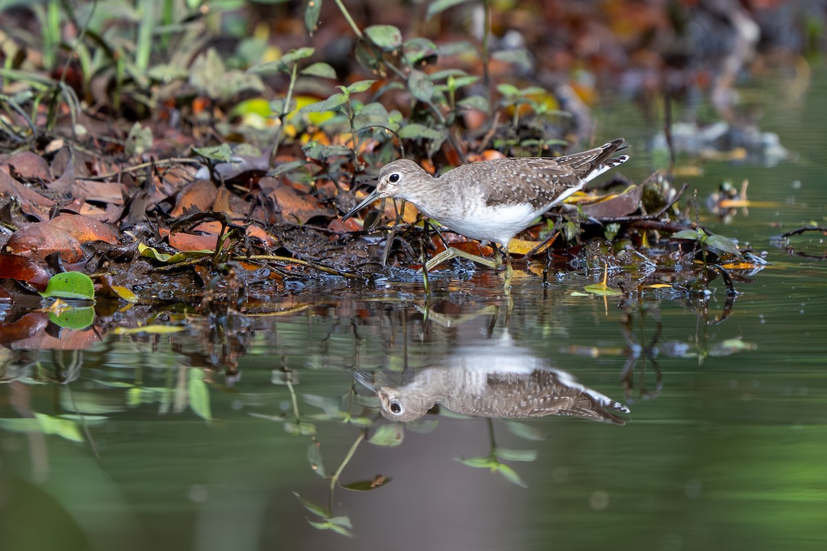 Solitary Sandpiper - ML647350505