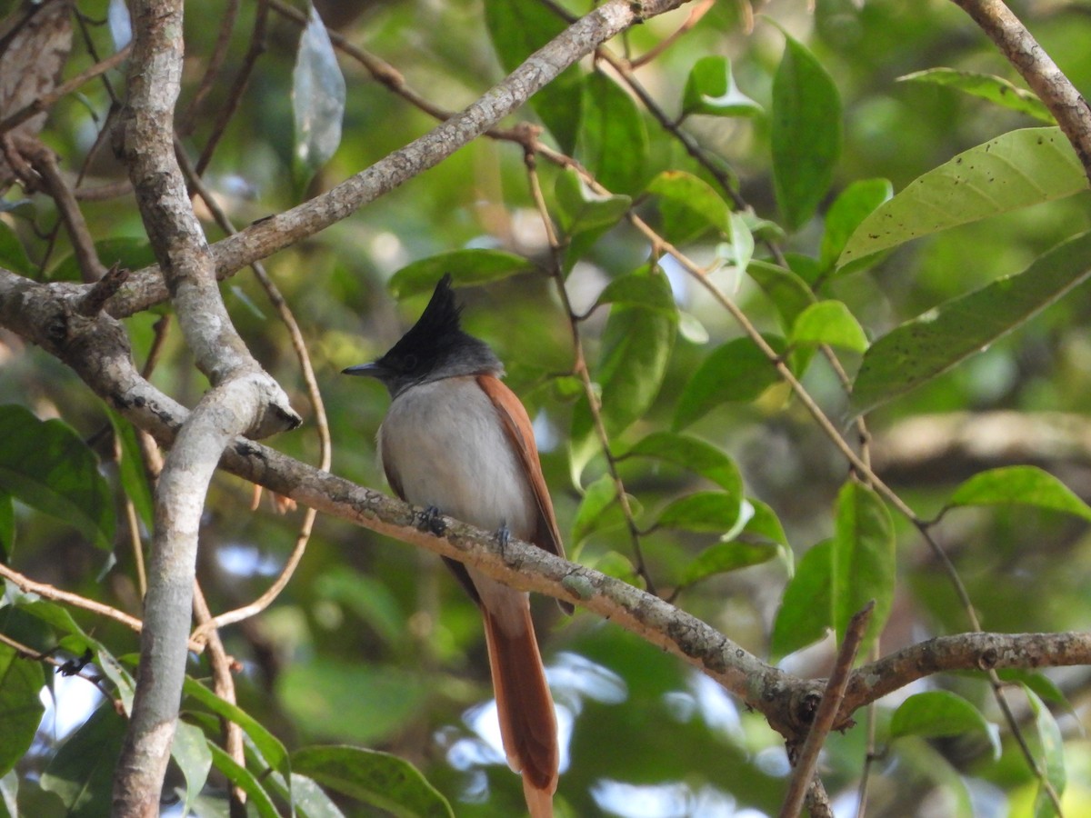 Монарх-довгохвіст азійський - ML647350523
