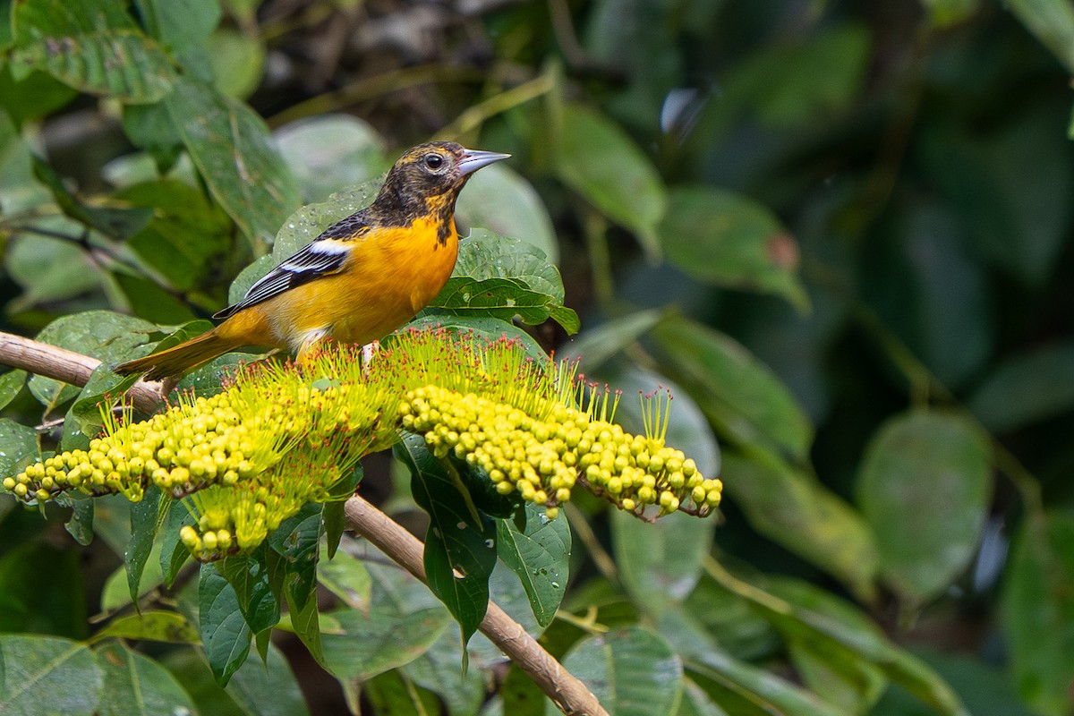 Трупіал балтиморський - ML647350534