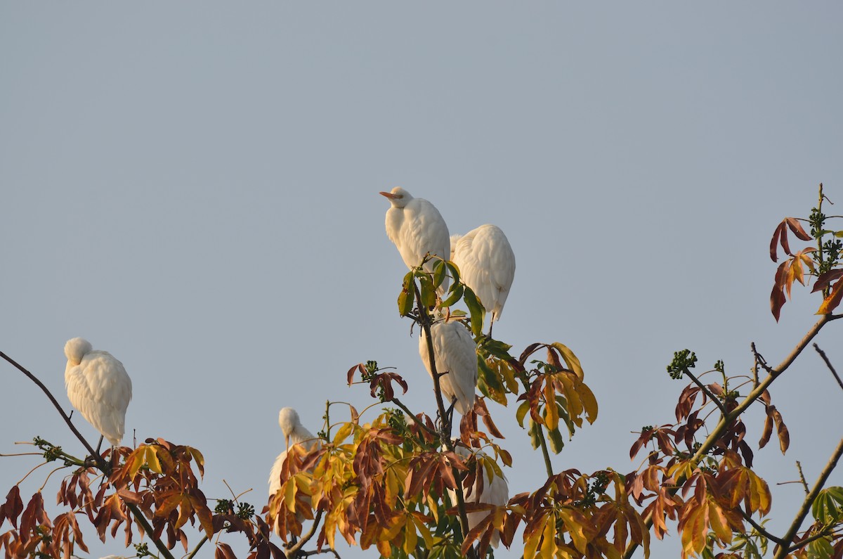 Чапля єгипетська східна - ML647350535