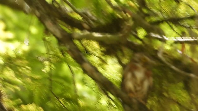 Сичик-горобець крихітний - ML647350537