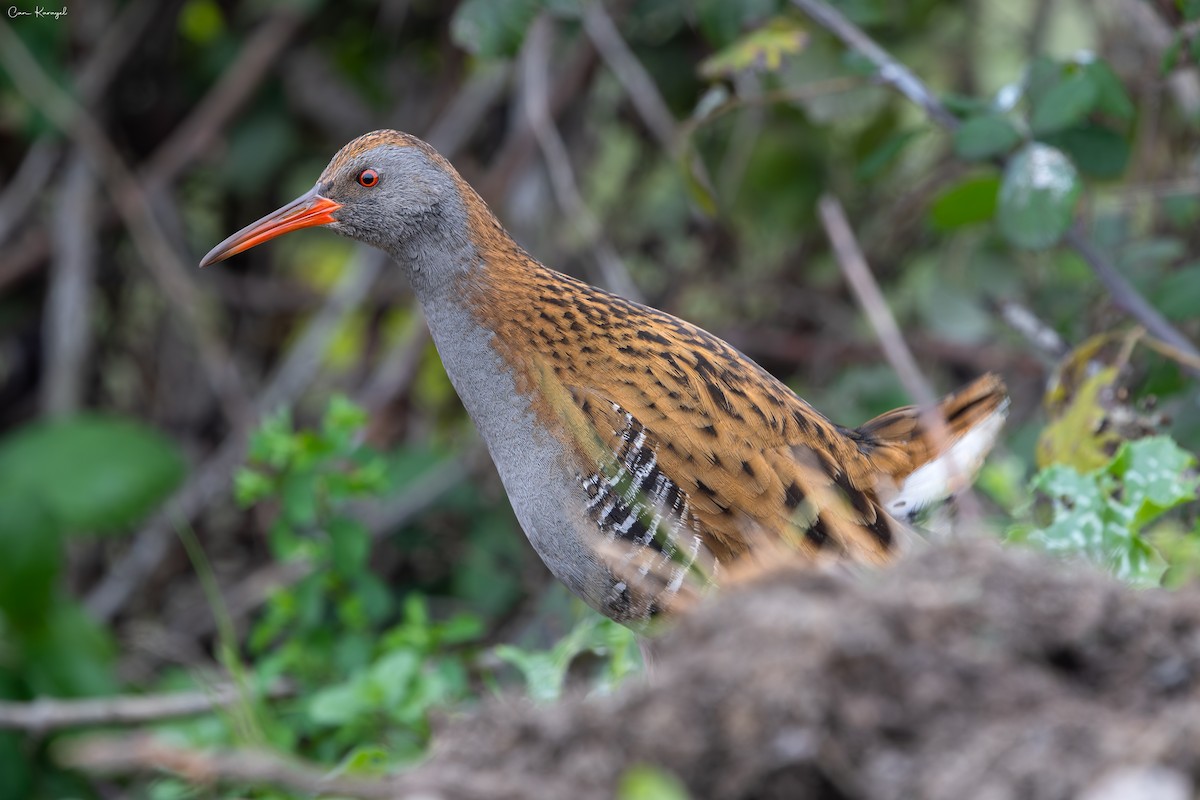 Пастушок водяний - ML647350538