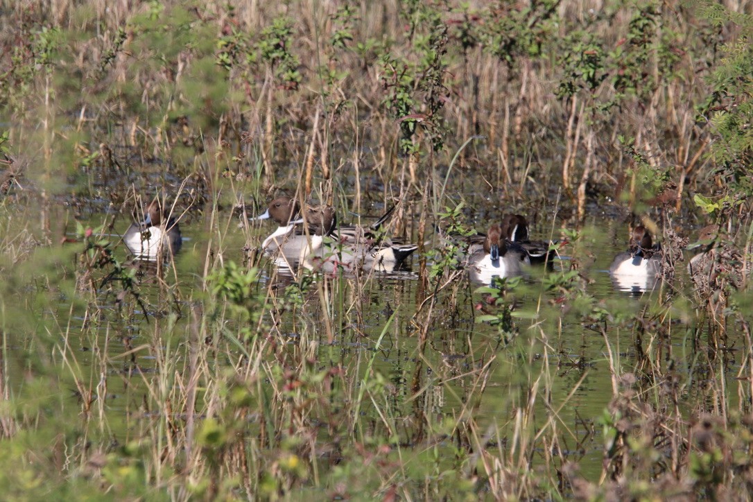Шилохвіст північний - ML647350541