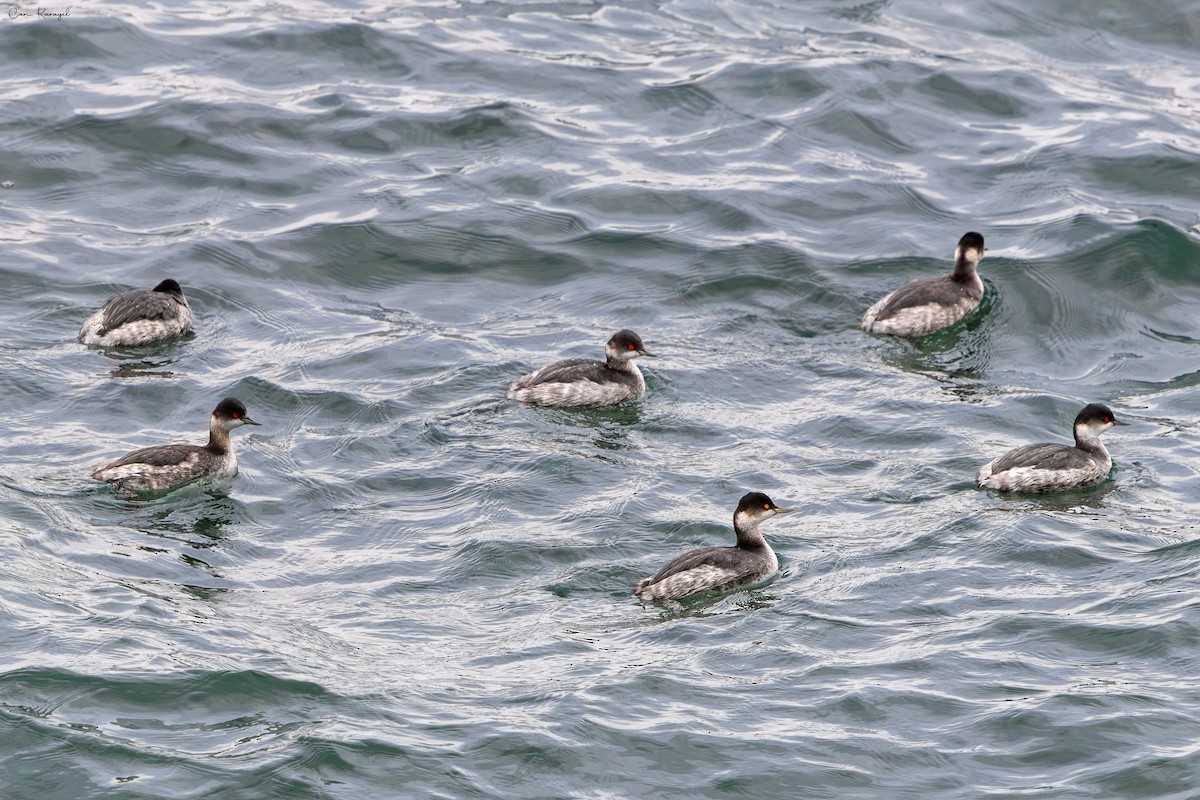 Пірникоза чорношия - ML647350542