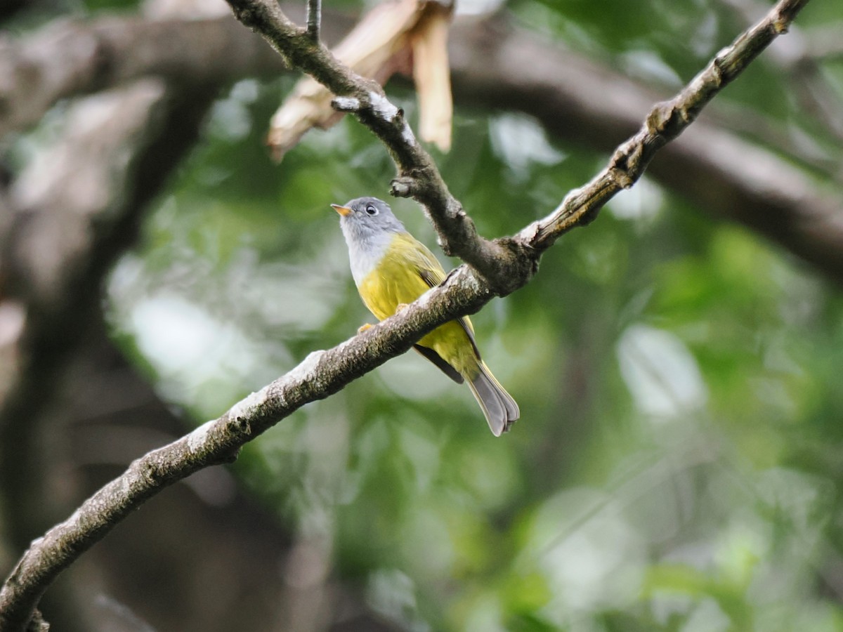 Канарниця сіроголова - ML647350543