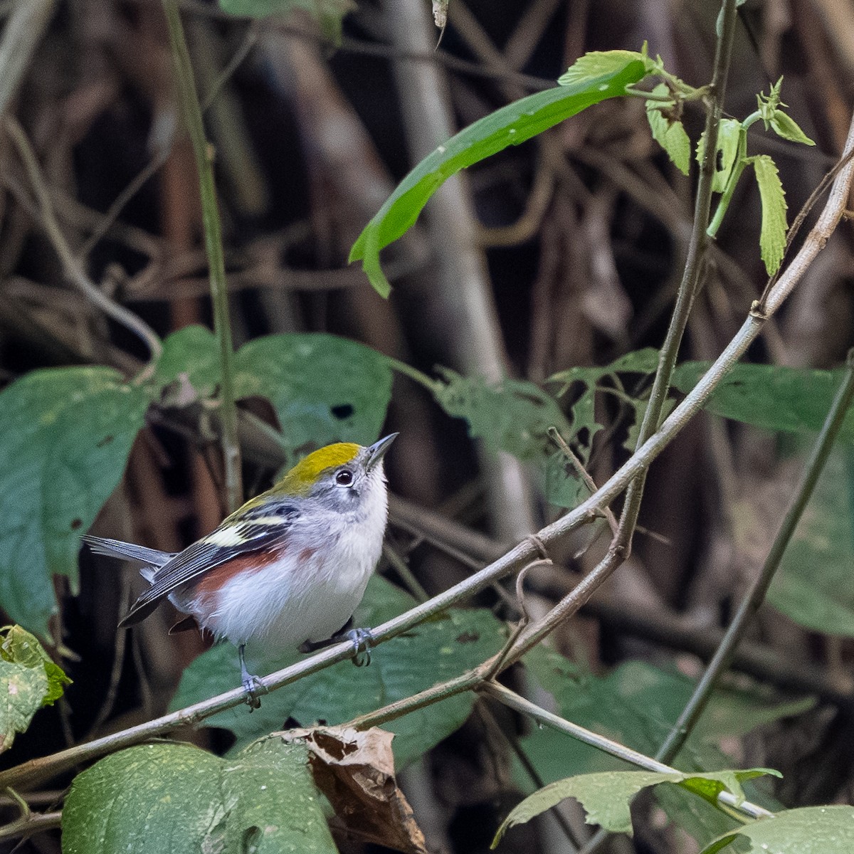 Пісняр-лісовик рудобокий - ML647350544
