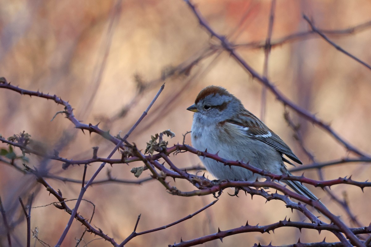 Пасовник північний - ML647350546
