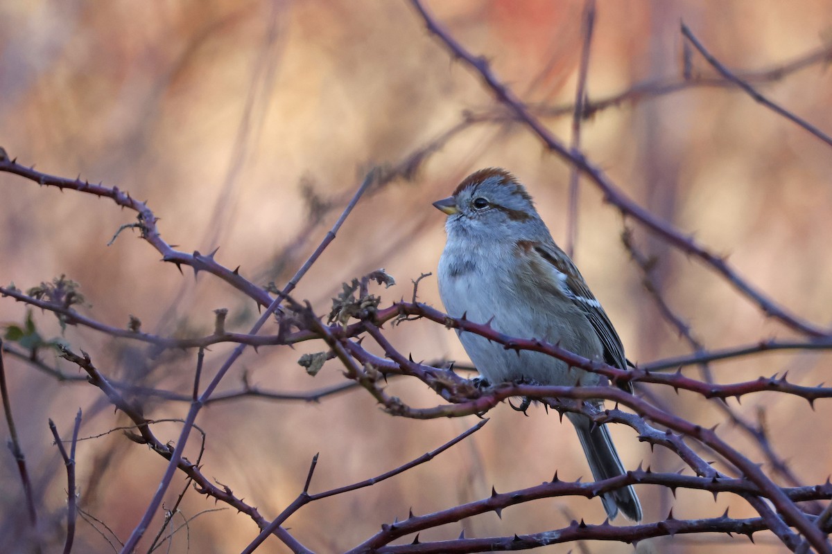 Пасовник північний - ML647350547