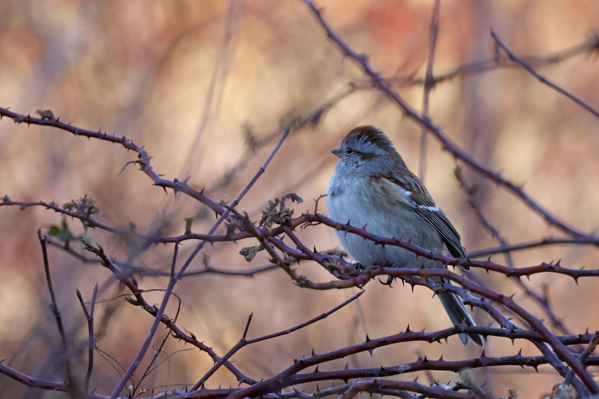 Пасовник північний - ML647350548