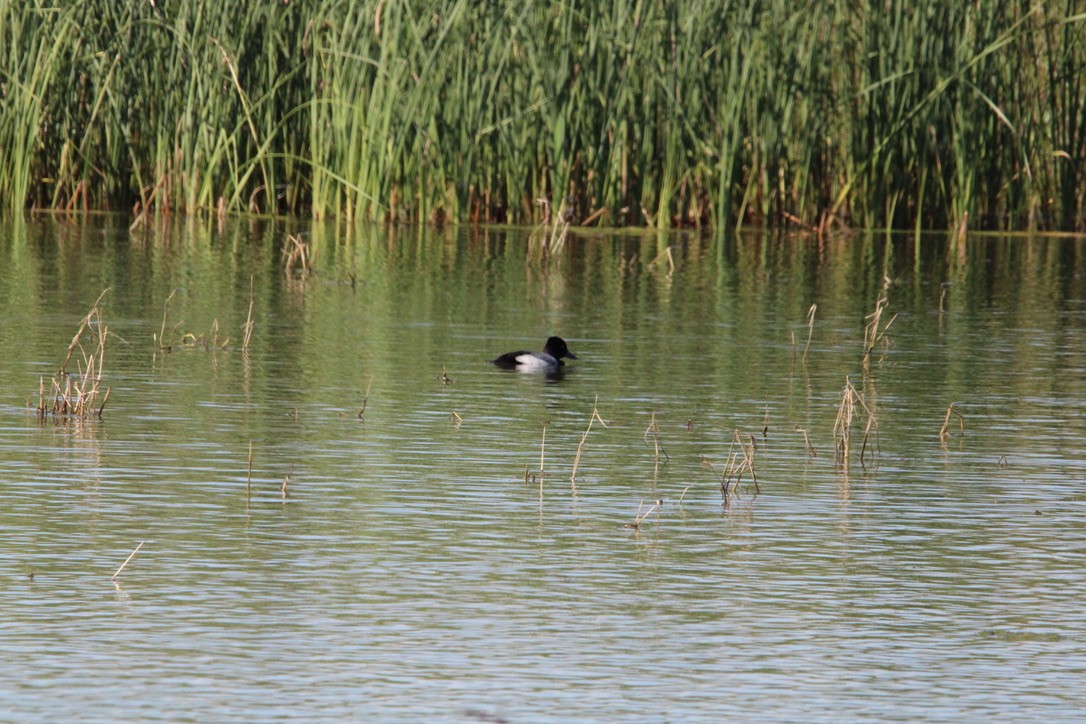 Чернь американська - ML647350549