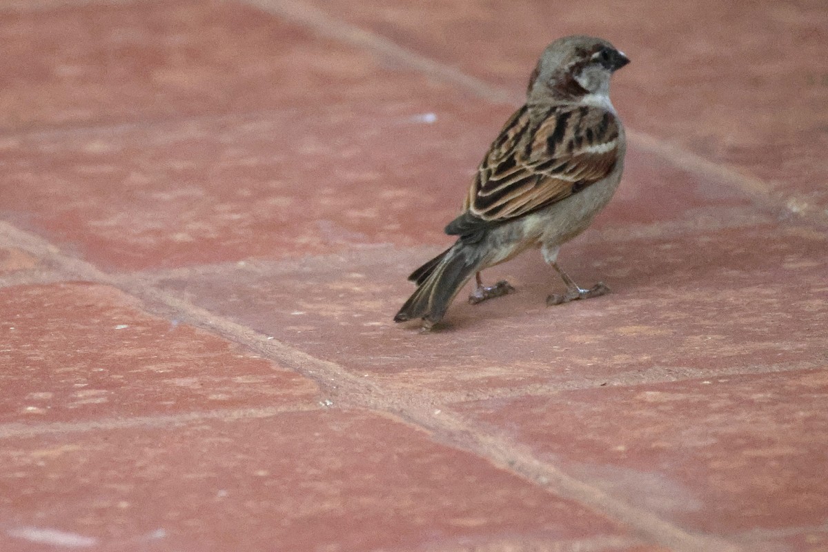 Горобець хатній - ML647350554