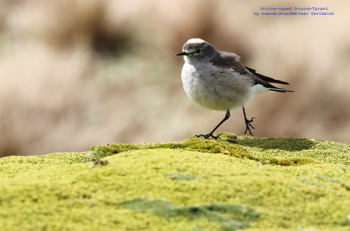 Дормілон жовтоголовий - ML647350555