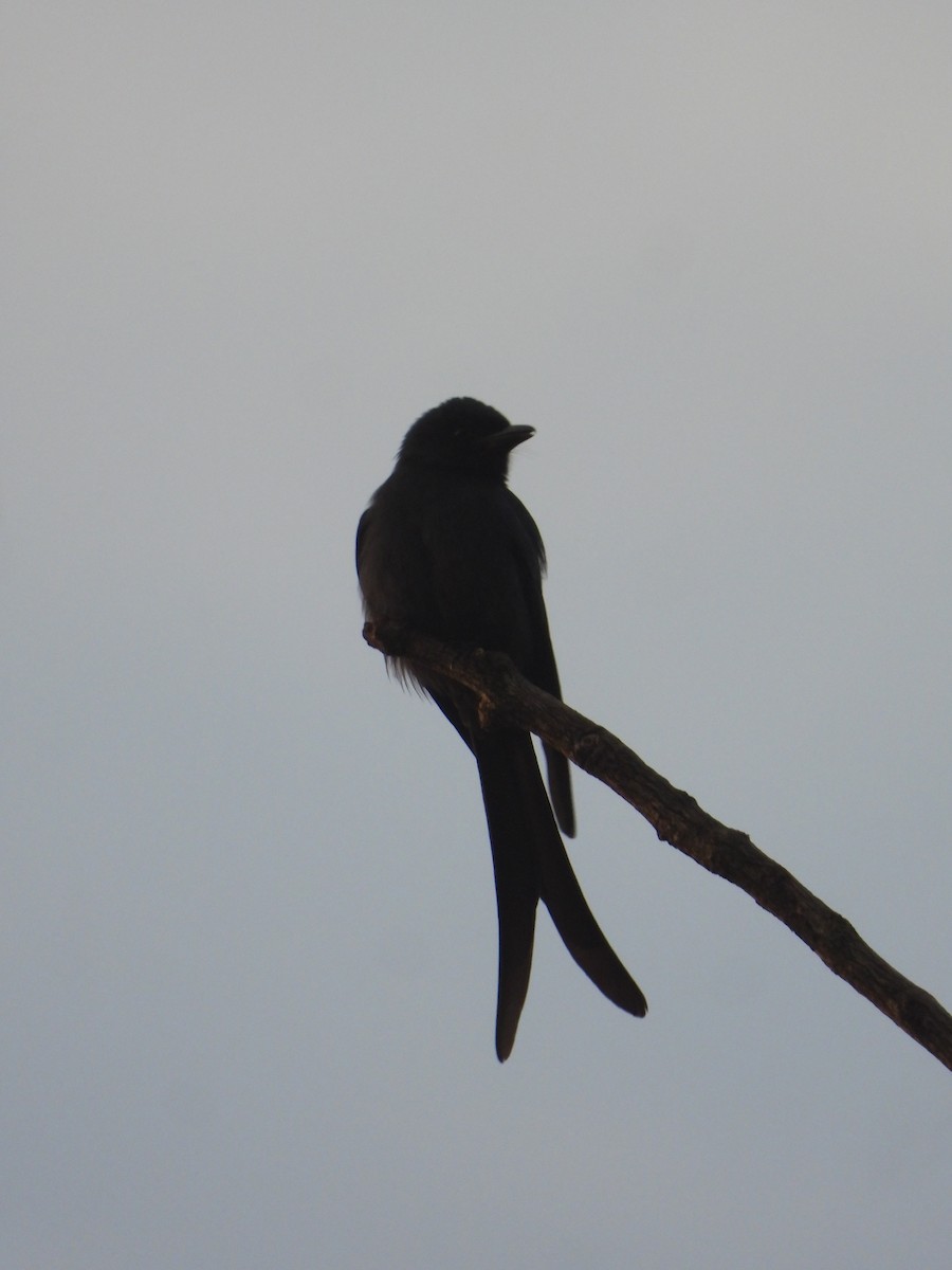 Bronzed Drongo - ML647350558