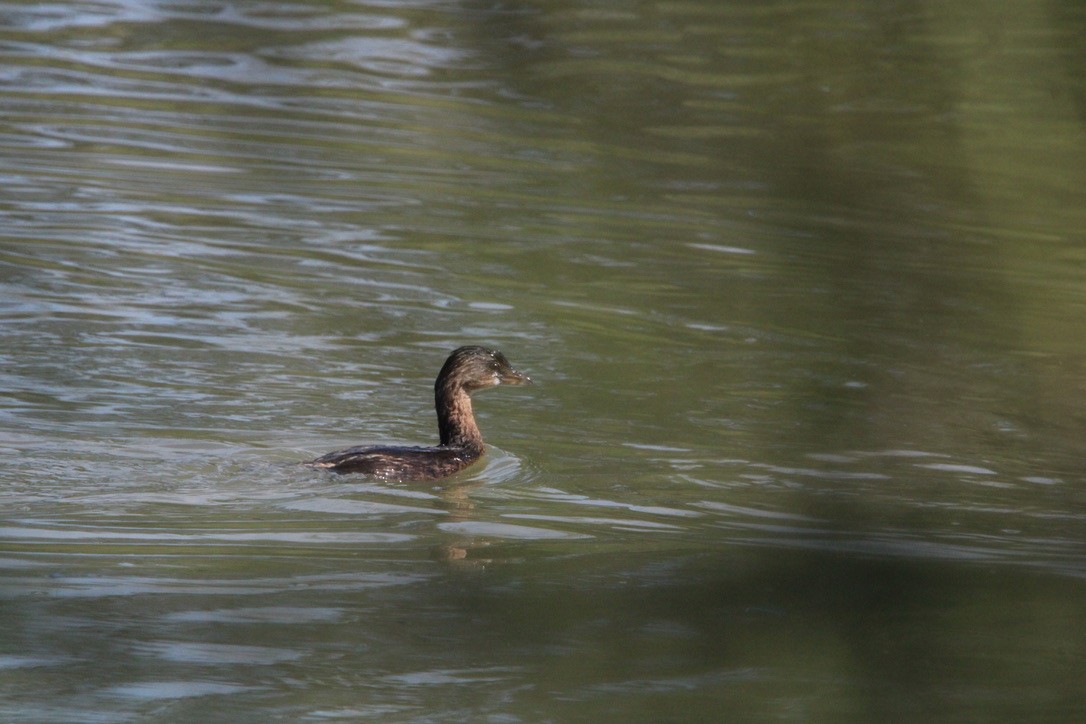 Пірникоза домініканська - ML647350559