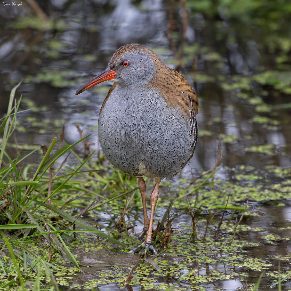 Пастушок водяний - ML647350562