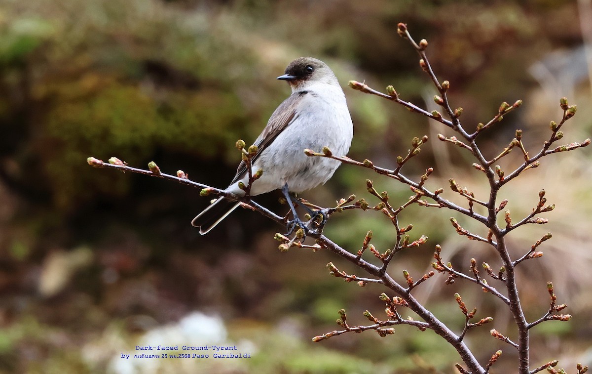 Дормілон масковий - ML647350566