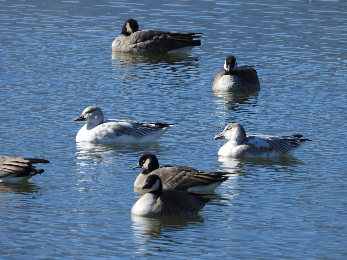 Гуска Роса - ML647350567