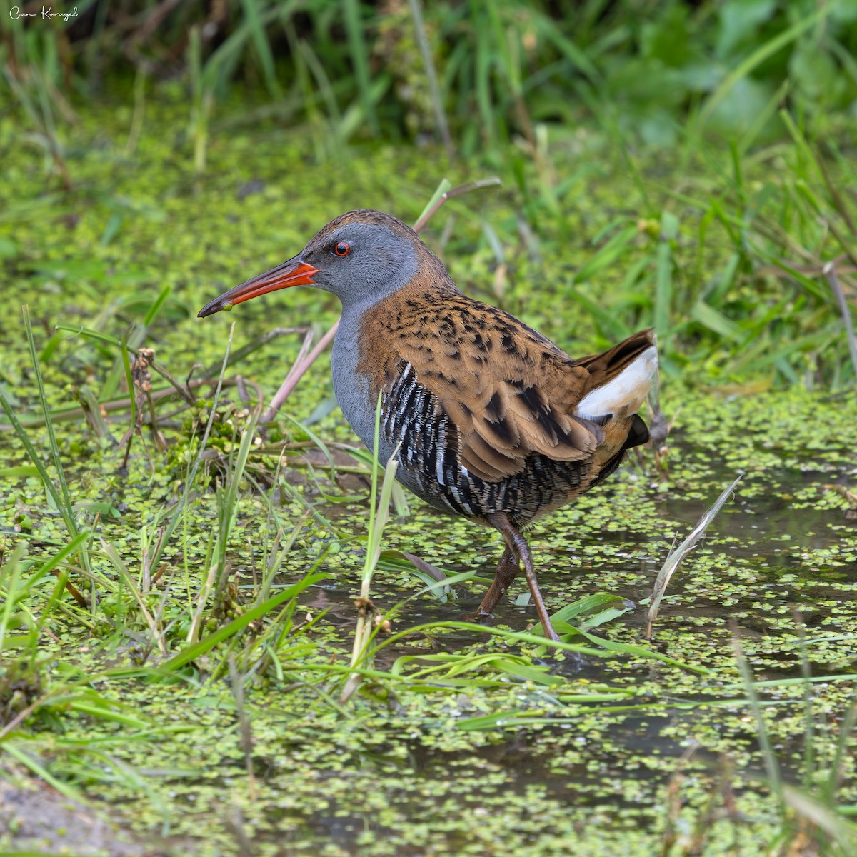 Пастушок водяний - ML647350568