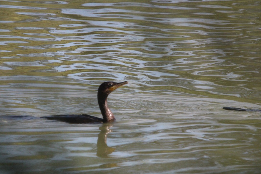 Баклан бразильський - ML647350569