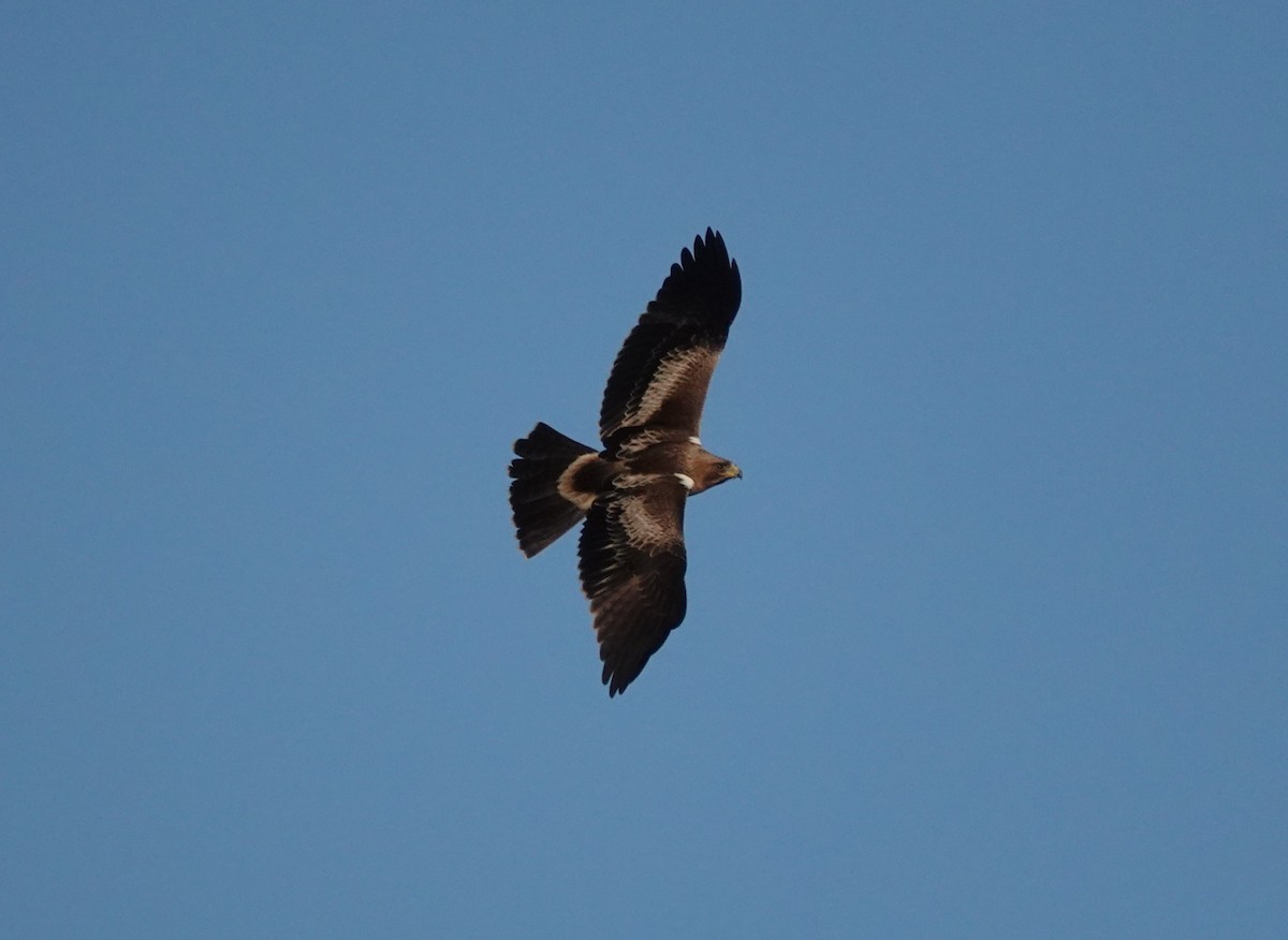 Орел-карлик малий - ML647350570