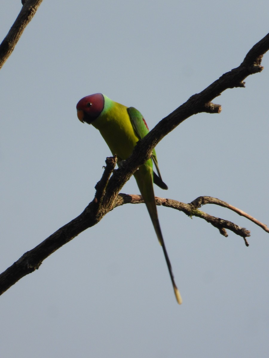 Perruche à tête prune - ML647350577