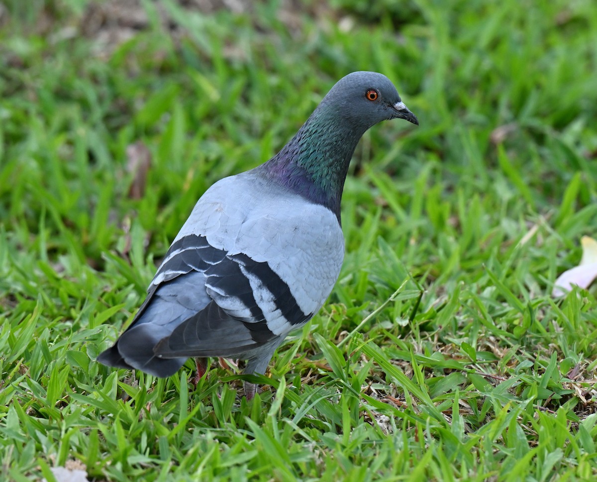 Rock Pigeon (Feral Pigeon) - ML647350585