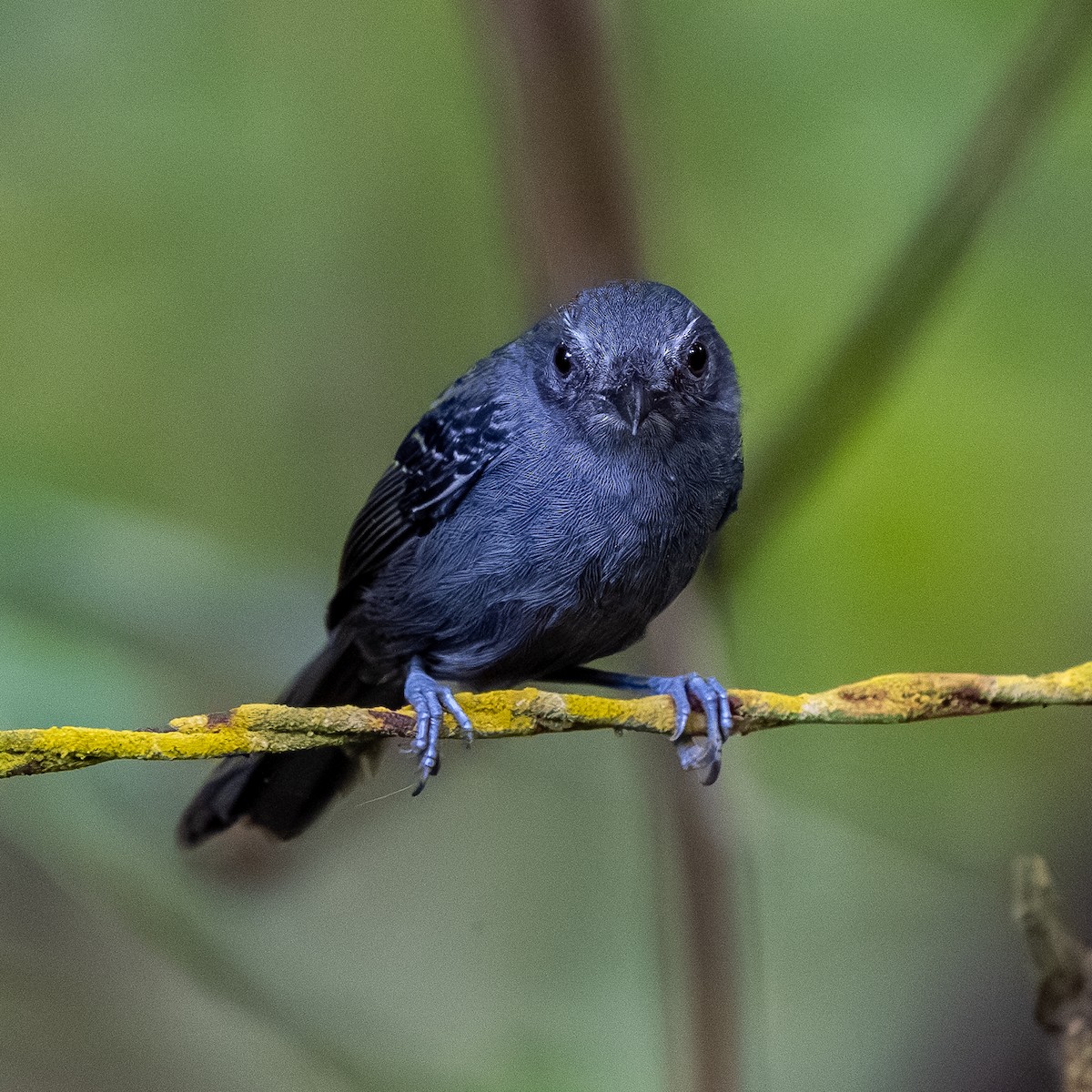 ウスグロアリドリ - ML647350594