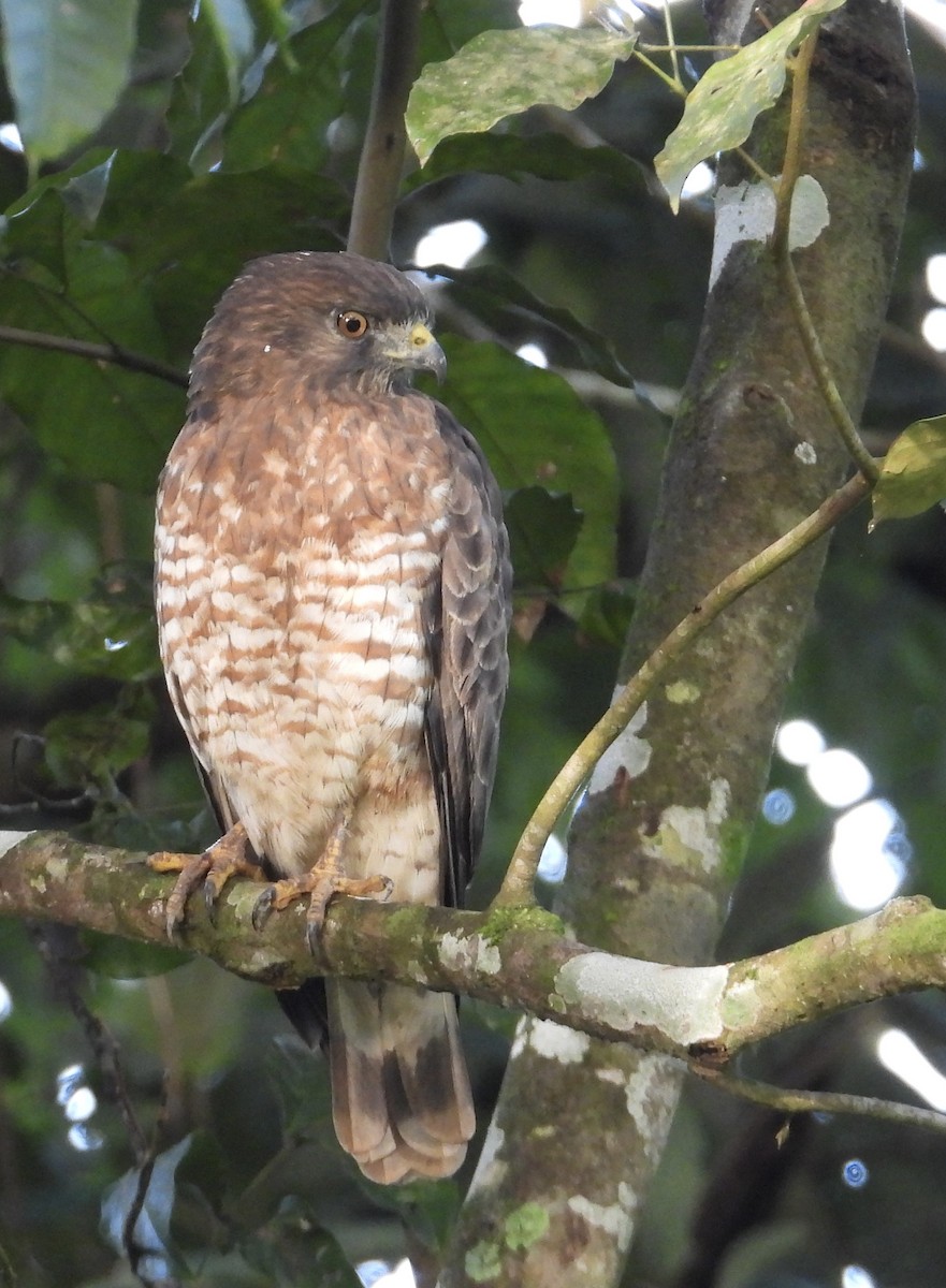 Broad-winged Hawk - ML647350595