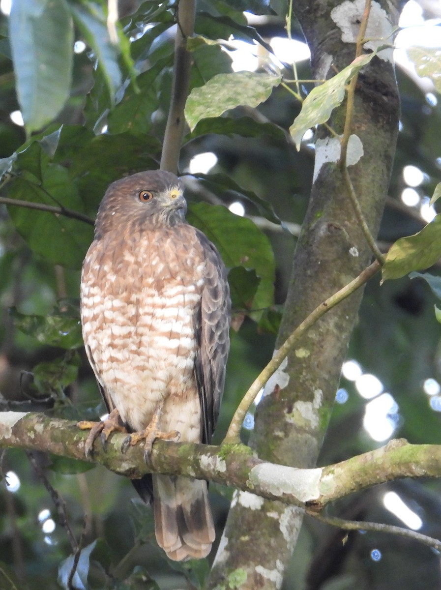 Broad-winged Hawk - ML647350596