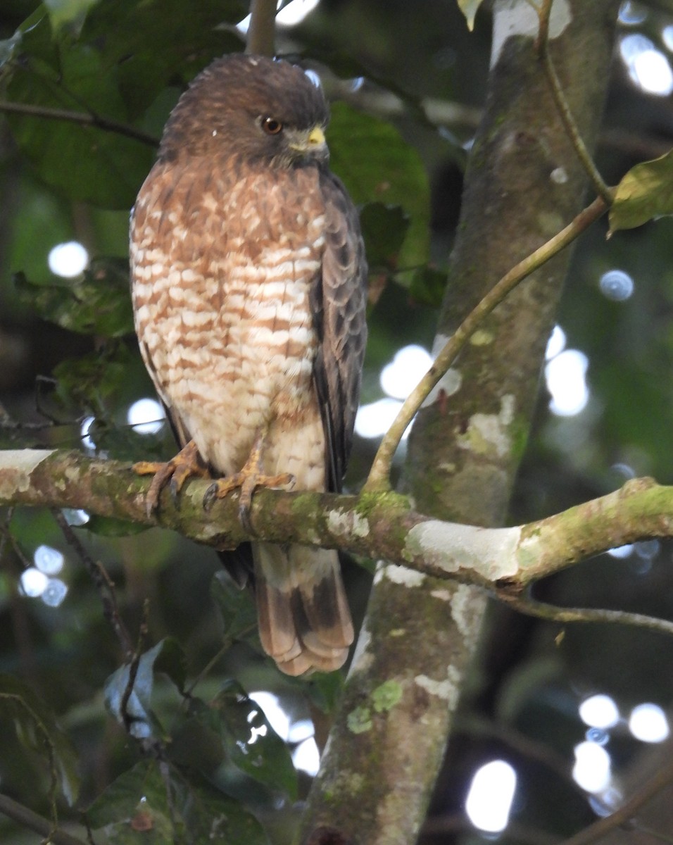 Broad-winged Hawk - ML647350597