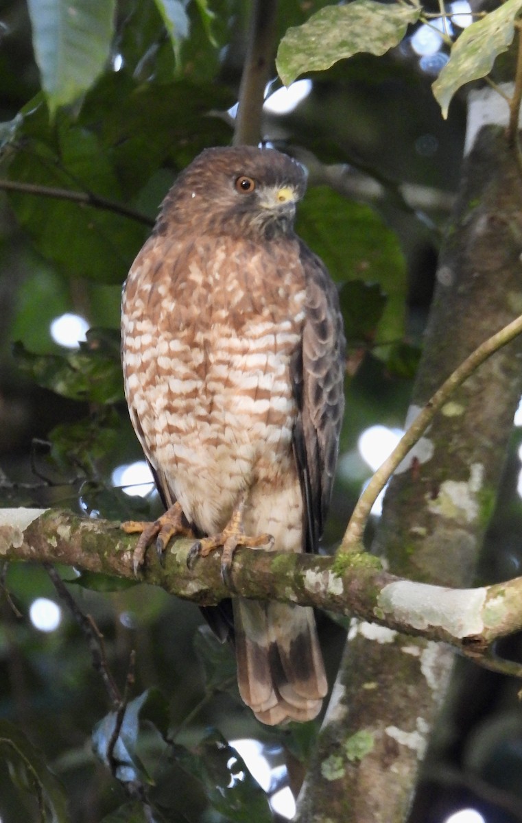 Broad-winged Hawk - ML647350598