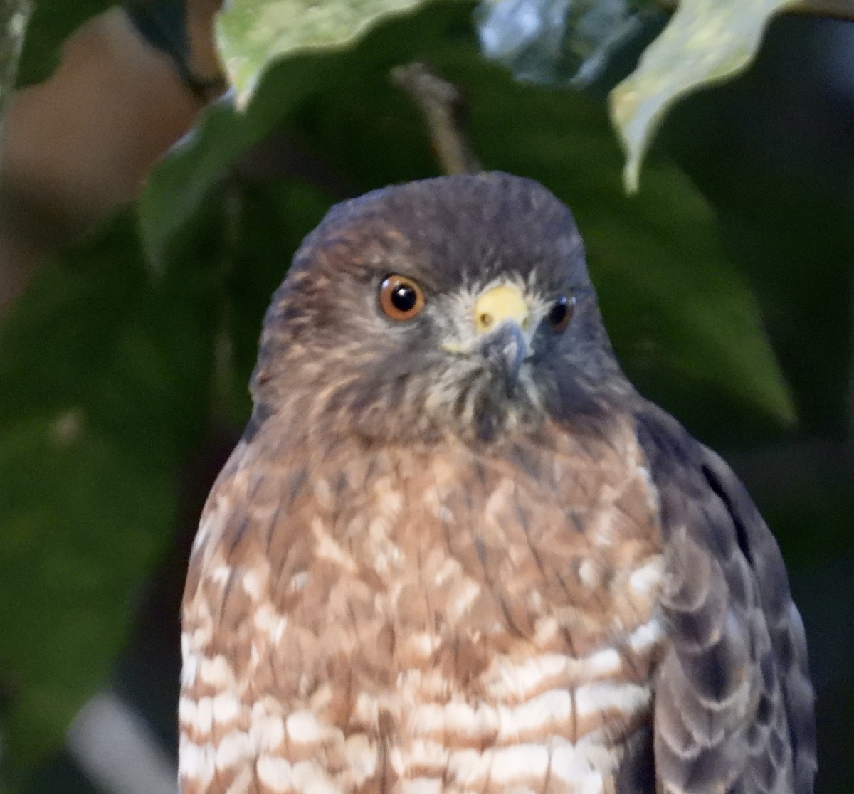 Broad-winged Hawk - ML647350599