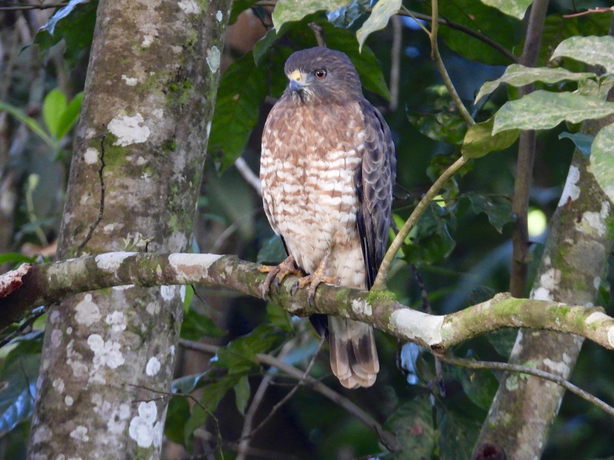 Broad-winged Hawk - ML647350601