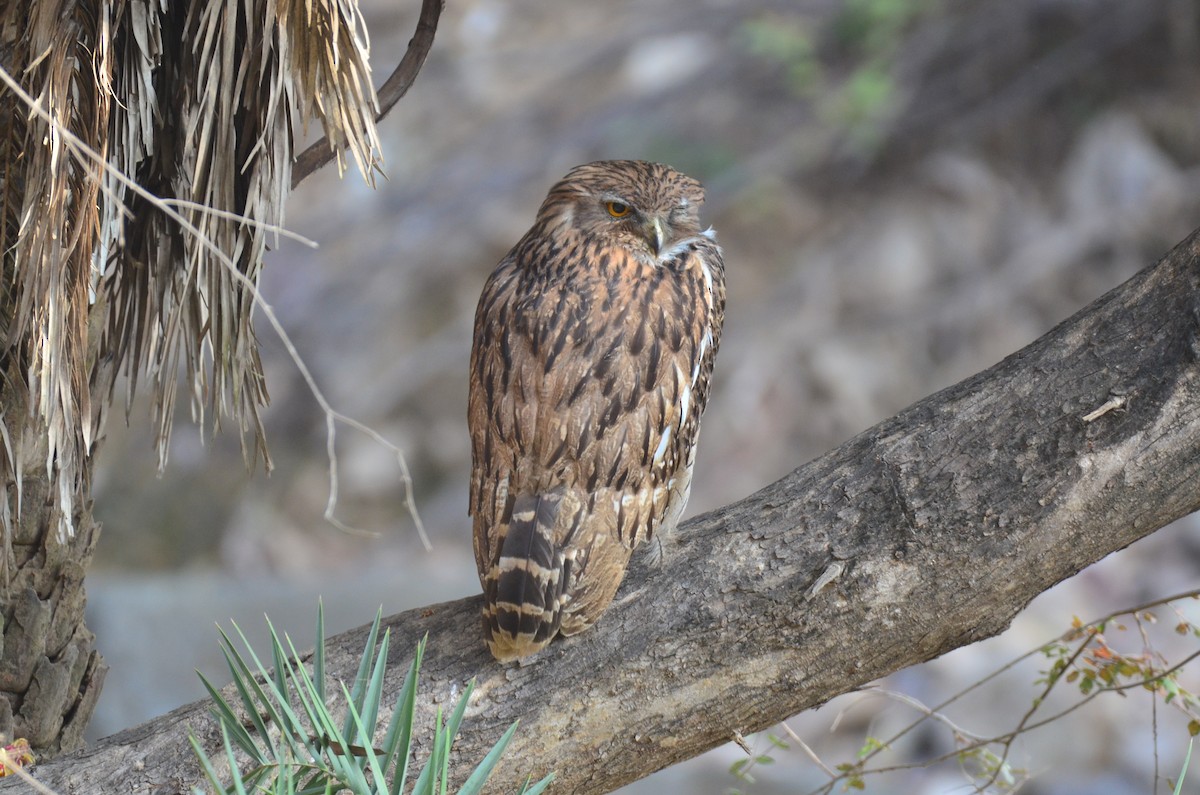 Búho Pescador de Sri Lanka - ML647350602