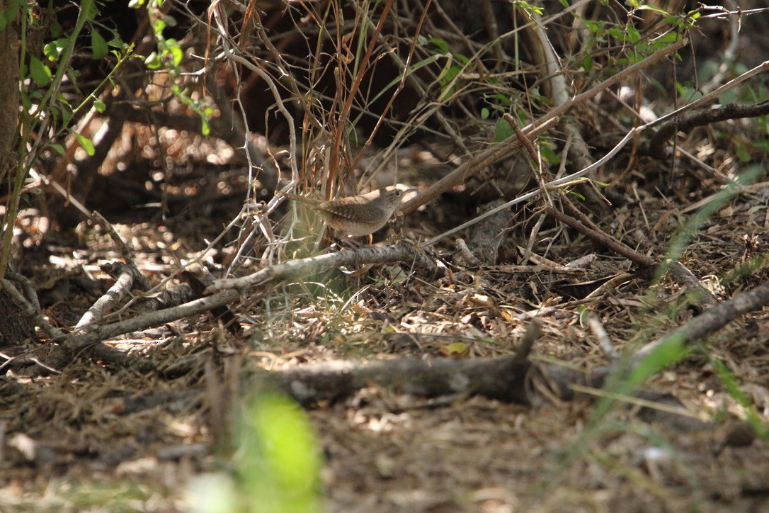 Northern House Wren - ML647350603