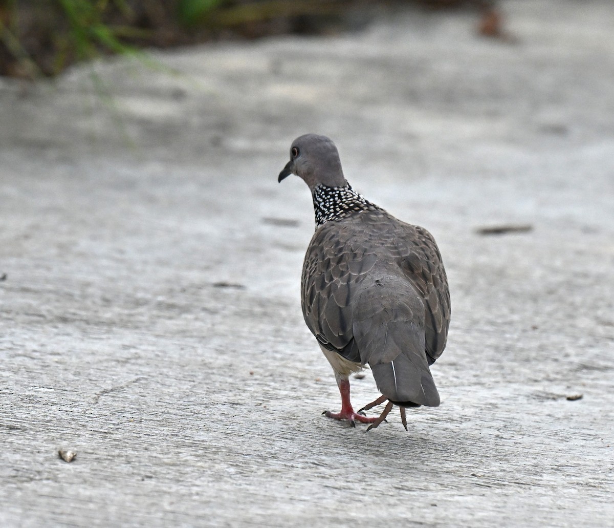 Spotted Dove - ML647350604