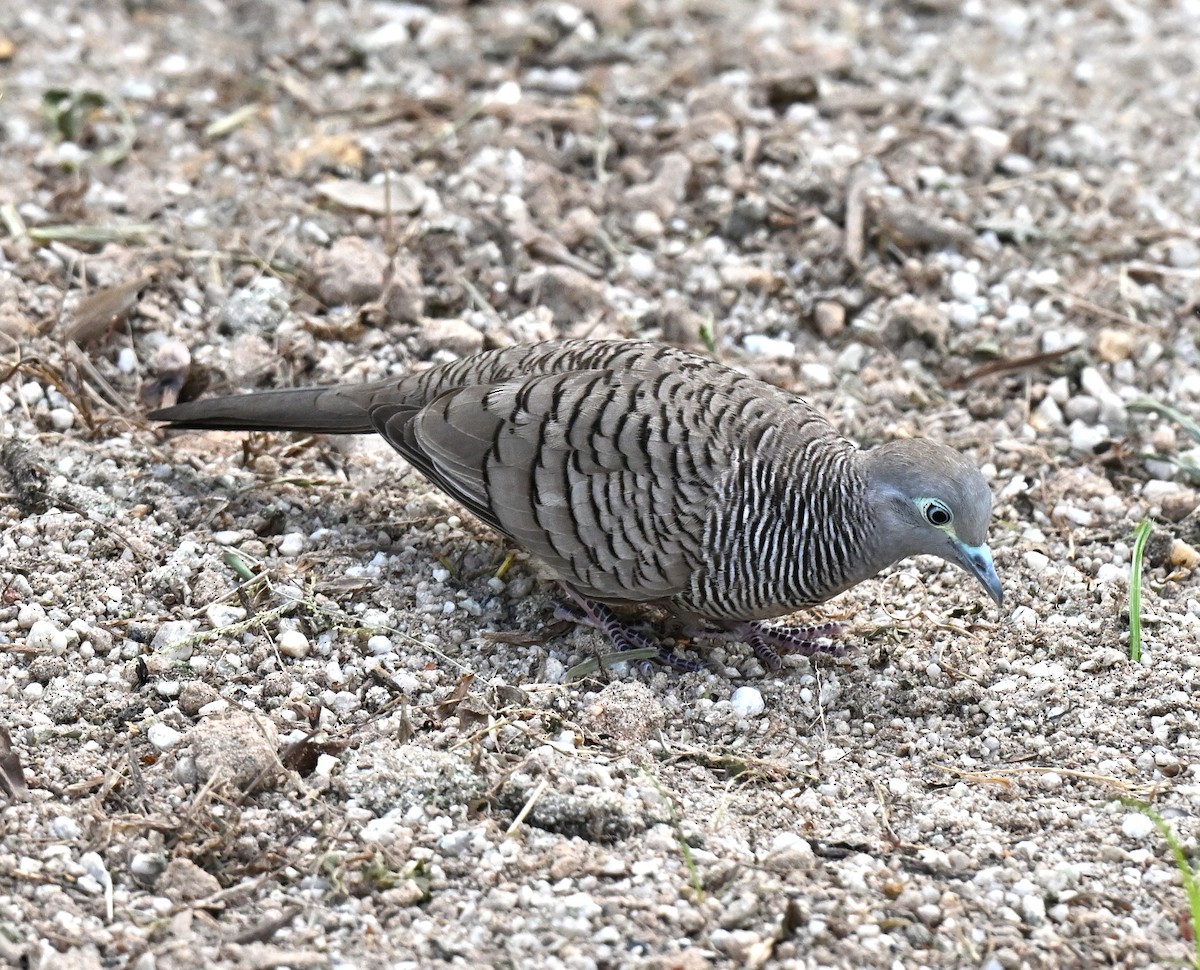 Zebra Dove - ML647350609