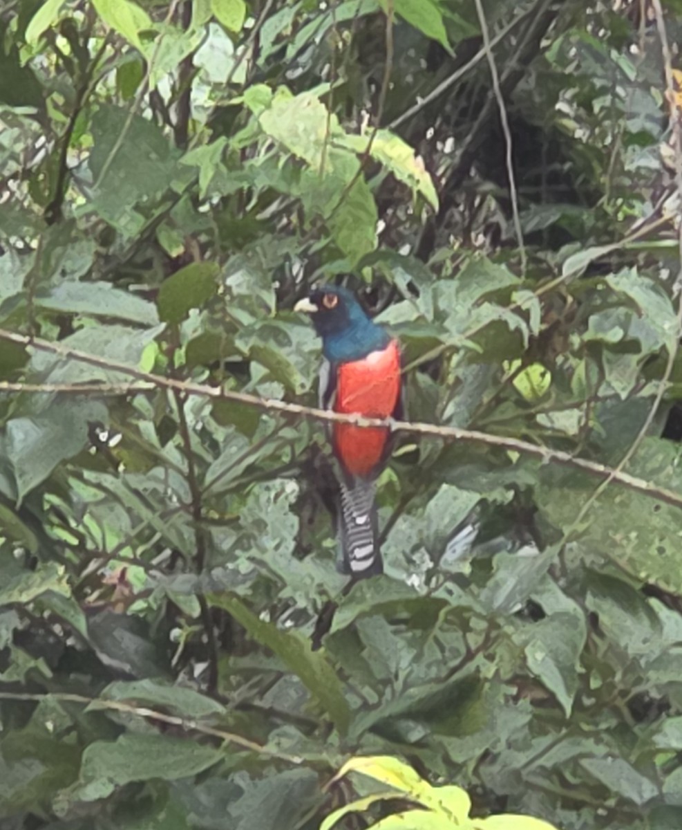 Blue-crowned Trogon - ML647350613