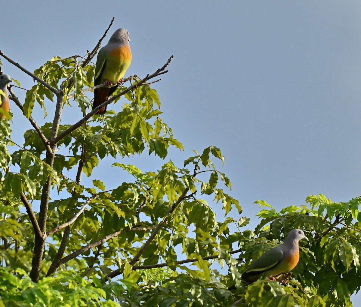 Pink-necked Green-Pigeon - ML647350636