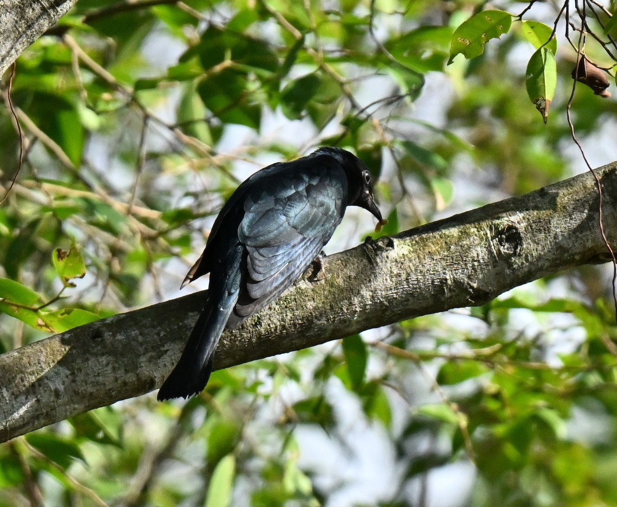 Square-tailed Drongo-Cuckoo - ML647350657