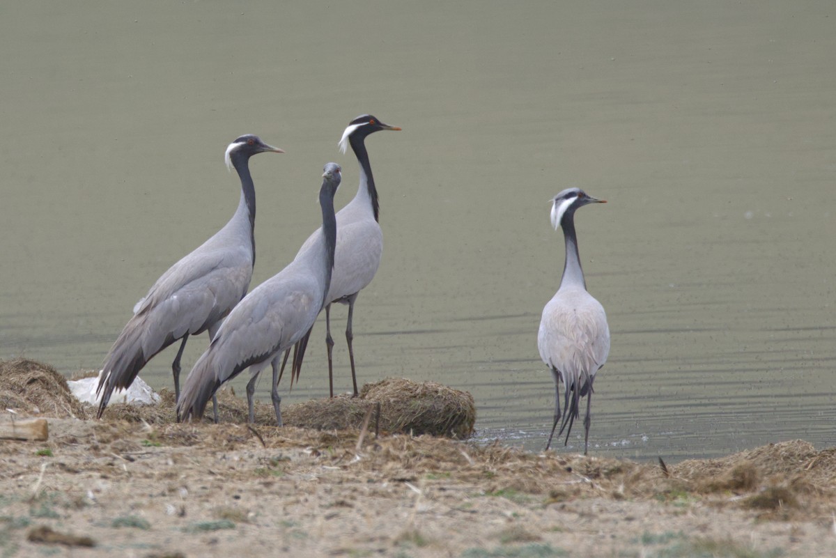 Demoiselle Crane - ML647350660
