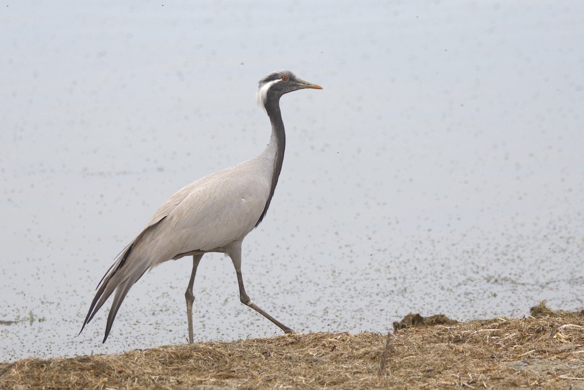 Demoiselle Crane - ML647350661