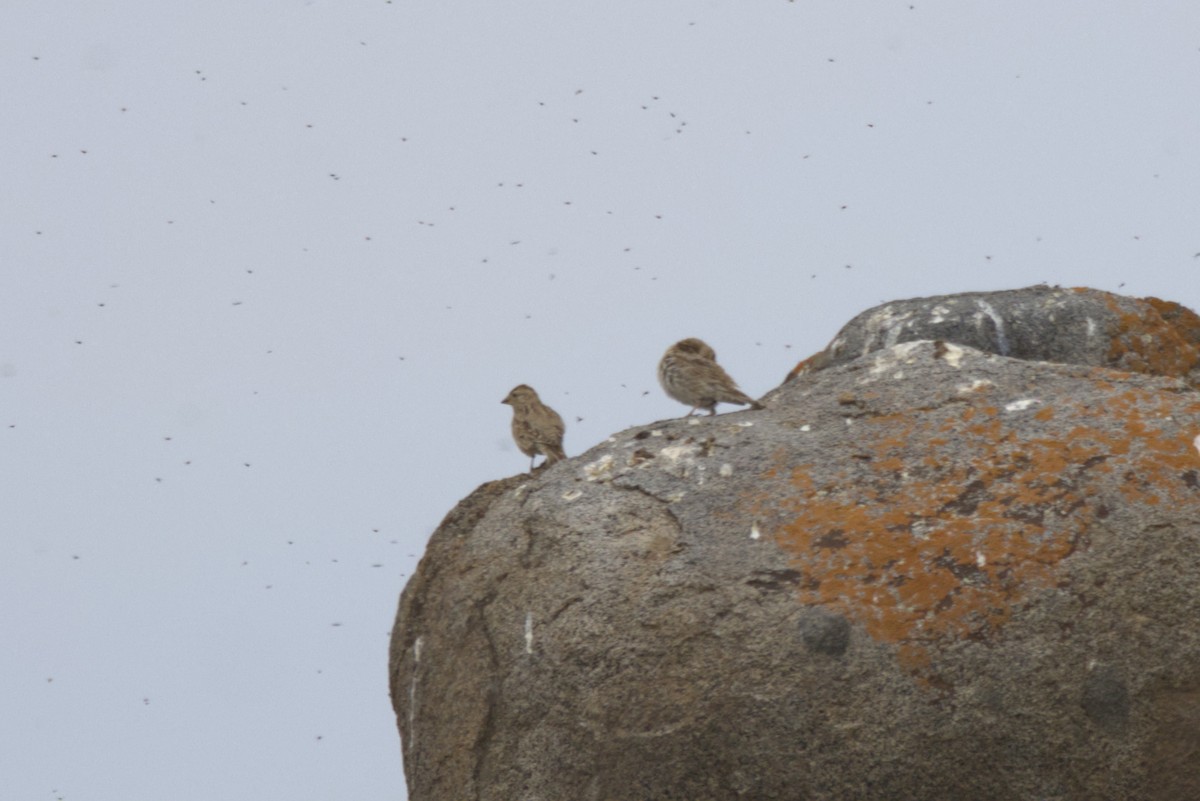 Rock Sparrow - ML647350668