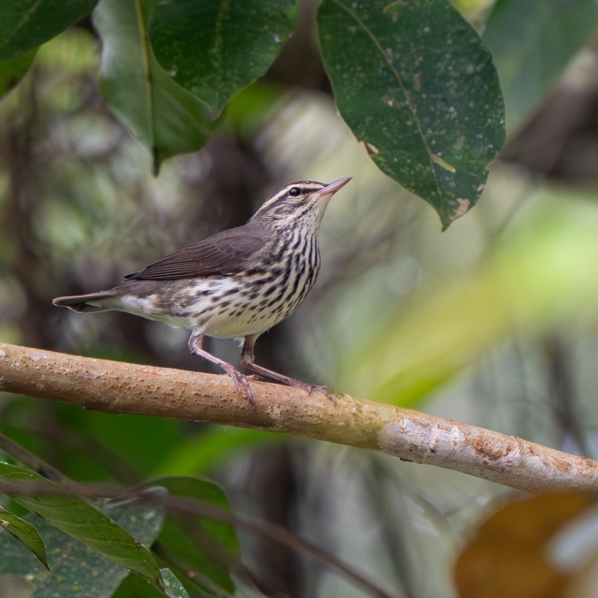 Northern Waterthrush - ML647350670